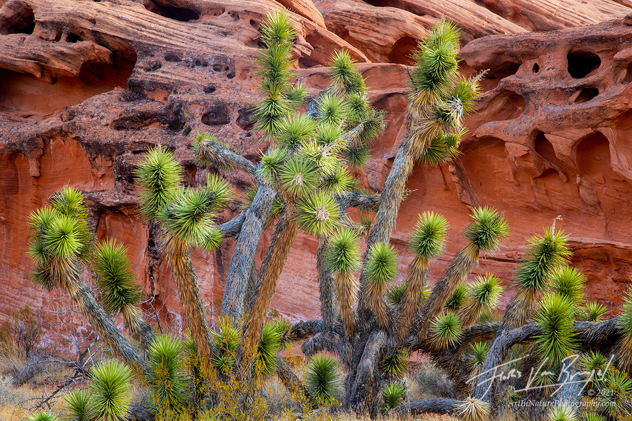 The spiky green Joshua Trees contrast beautifully with the sensual and smooth red sandstone found in Nevada's Gold Butte National...