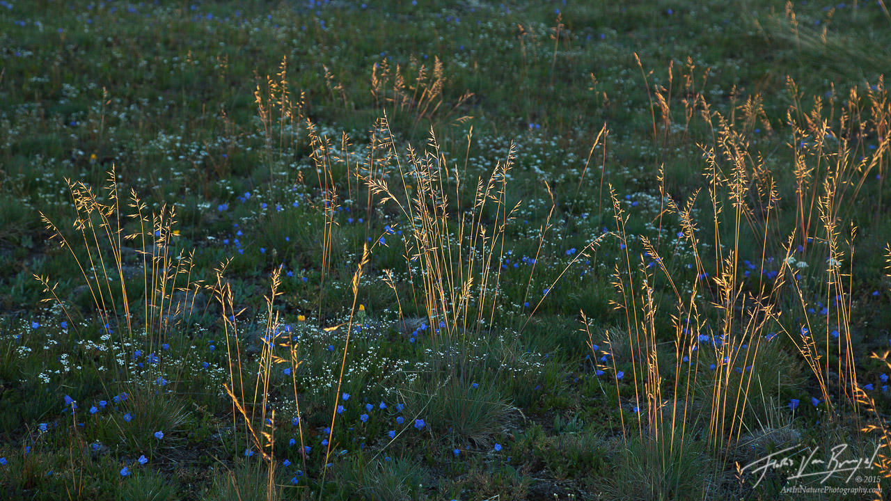 Peaceful grasses illuminated by the setting sun in a field of Harebell in Washington's Olympic National Park.