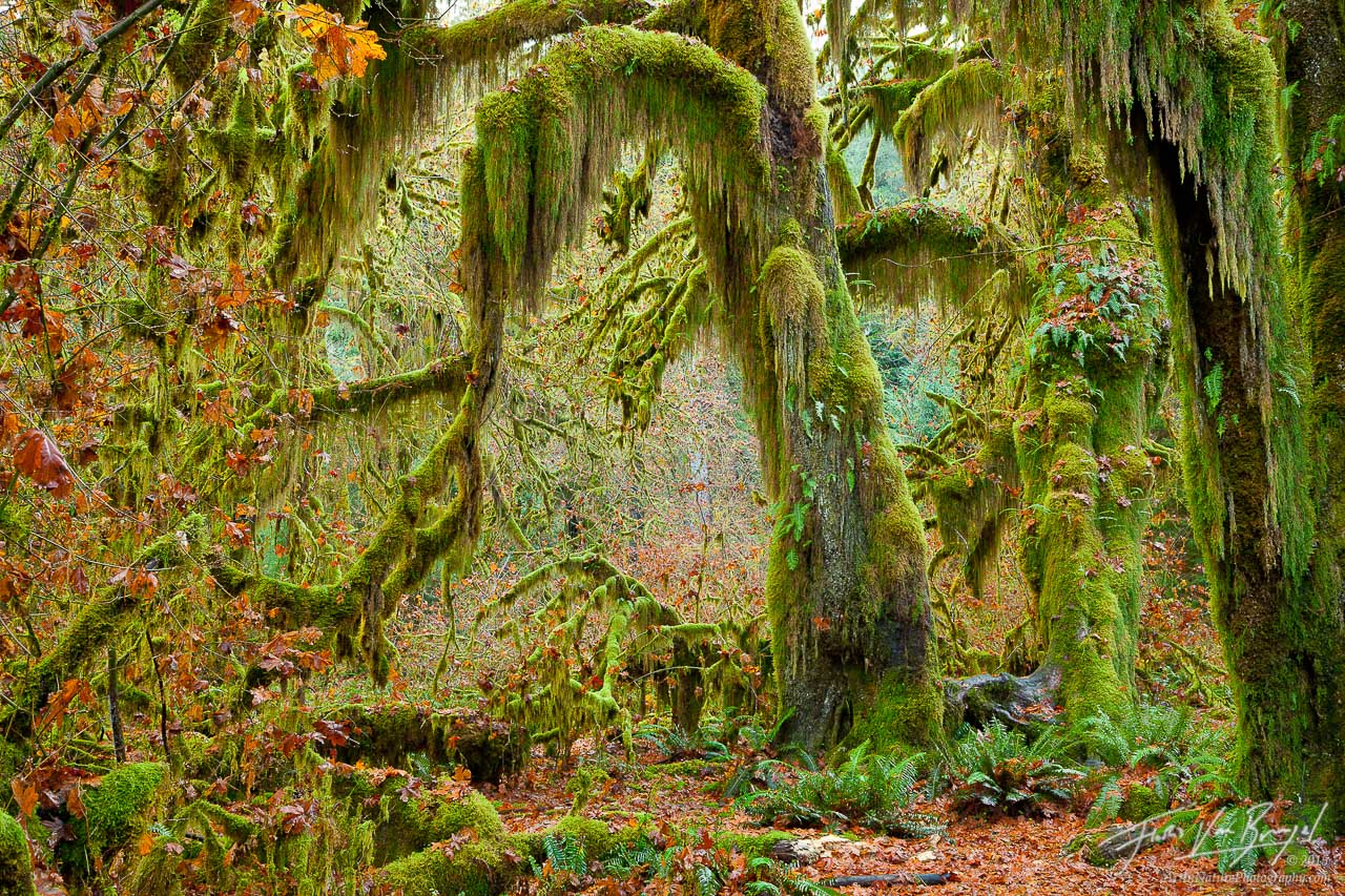 Hall of Mosses in Hoh Rainforest, Olympic National Park, Washington, photo