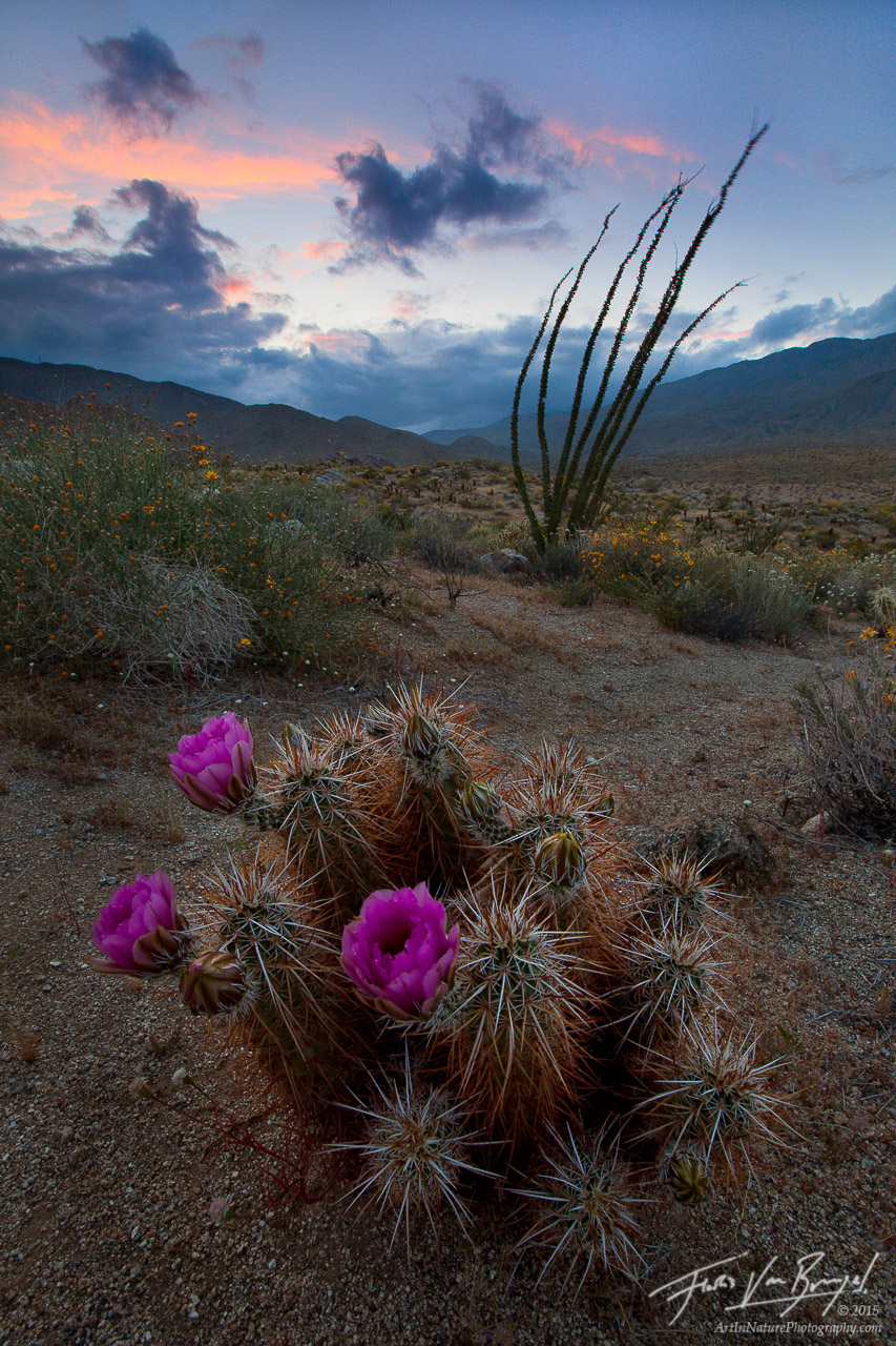 Desert Dance Spring Cactus Flowers, Anza-Borrego State Park, California, hedgehog cactus, echinocereus, ocotillo, Fougui, photo
