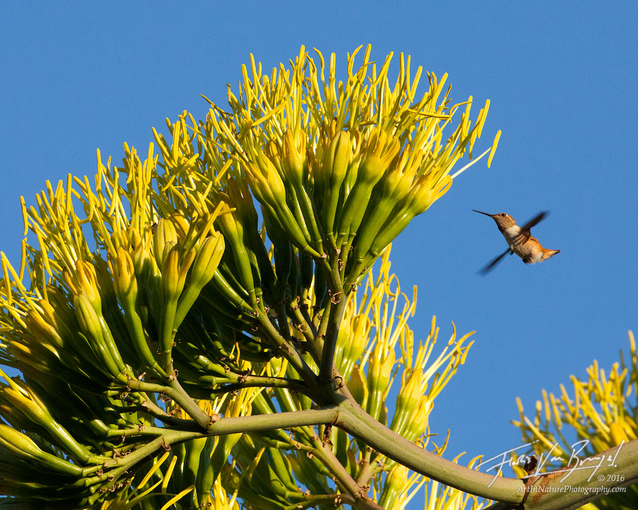 A young Rufous Hummingbird&nbsp;feeding from the prolific blooms from this flowering century plant (Agave americana).