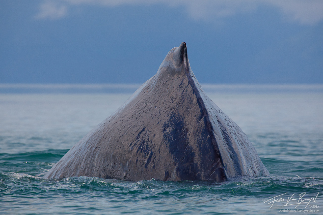 Humpback Whale Muscles, Glacier Bay National Park, Alaska, photo
