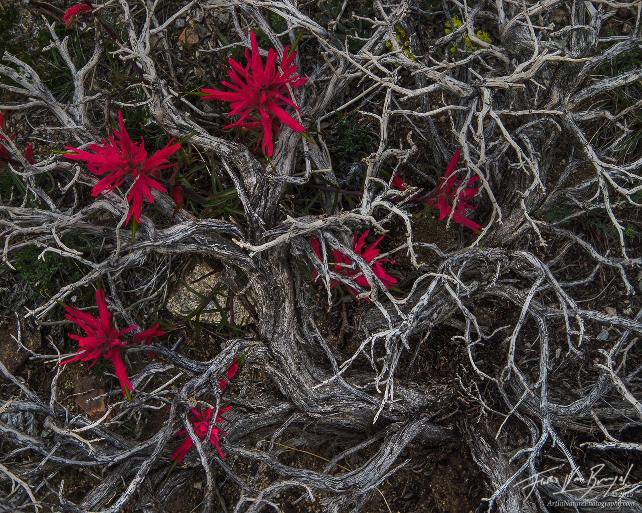 Paintbrush blooms in the unlikely heart of a withered sage brush in California's White Mountains, poetically illustrating the...