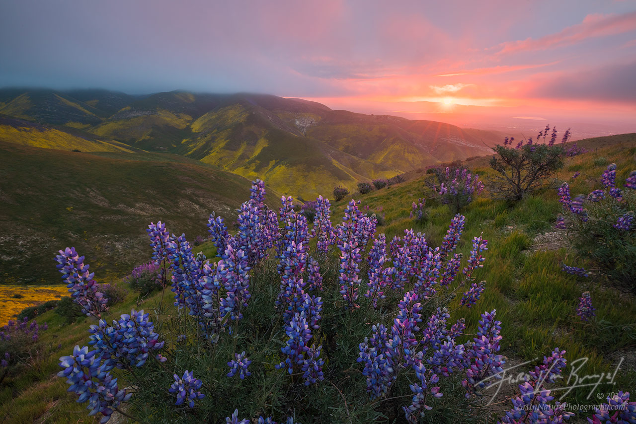A blooming lupine enjoys the first rays of sunshine on a frigid morning in the Temblor Range of the Carrizo Plains National Monument...