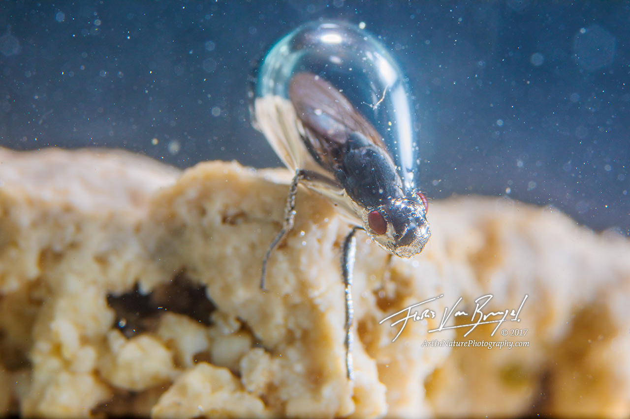 alkali fly, mono lake, bubble, photo