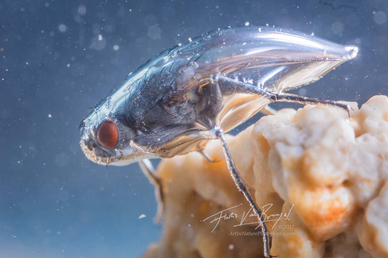 An alkali fly, safe inside it's protective air bubble.