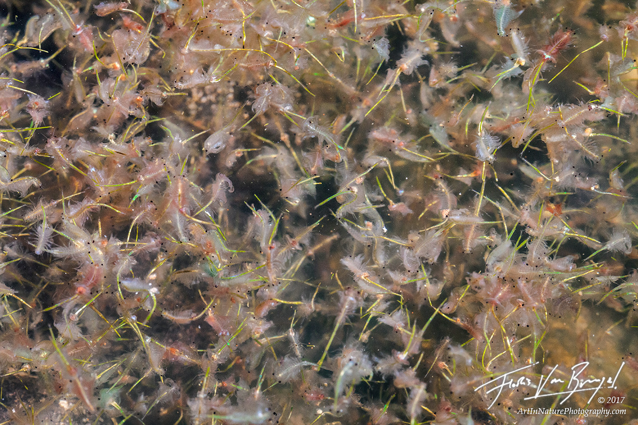 Brine shrimp congregate in the warm waters near Paoha Island in Mono Lake.