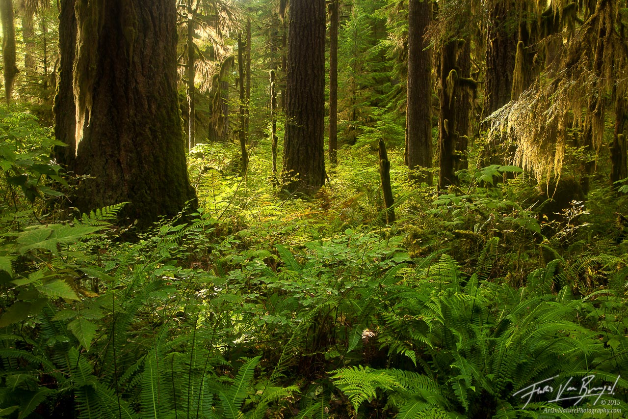 Ferns, mosses, and lichens adorn the lowland forests of Washington's North Cascades.&nbsp;