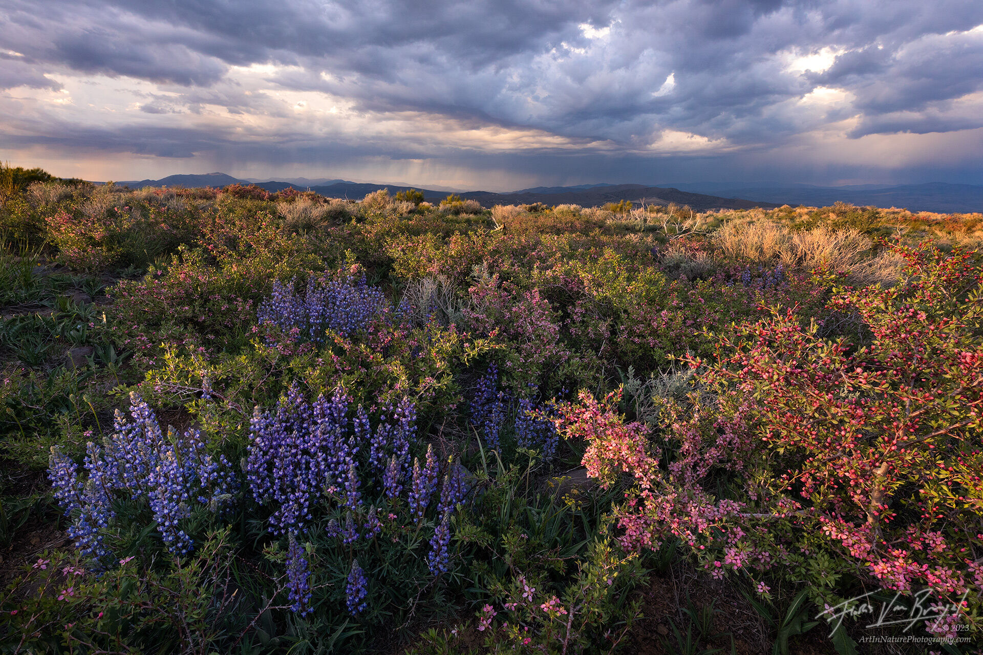 A luscious display of flowers including lupine and desert peach put on a spring show on Peavine mountain, just north of Reno...