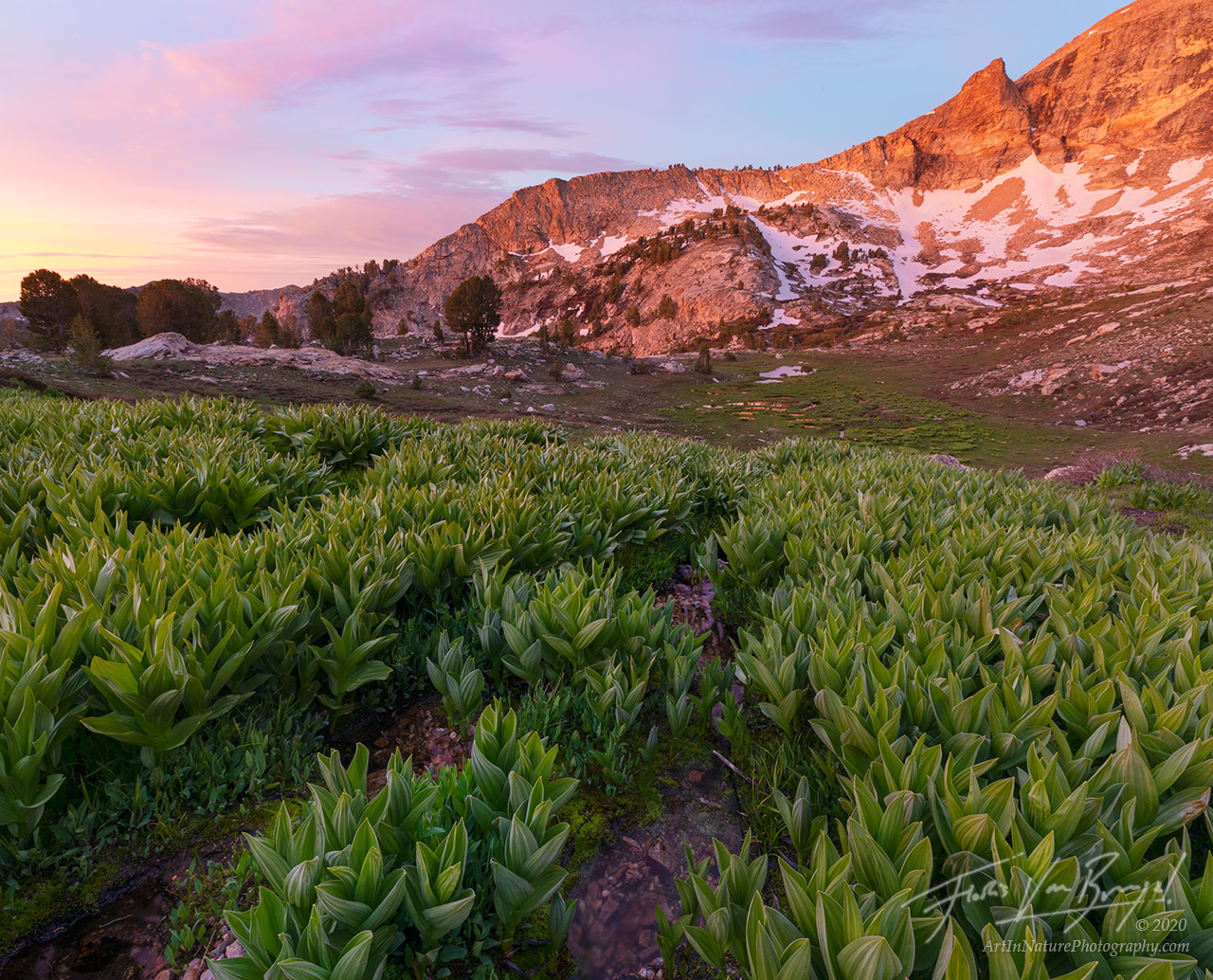 Endless fields of emerald green corn lilies burst into life after the winter snow melts. Although the Ruby Mountains were named...