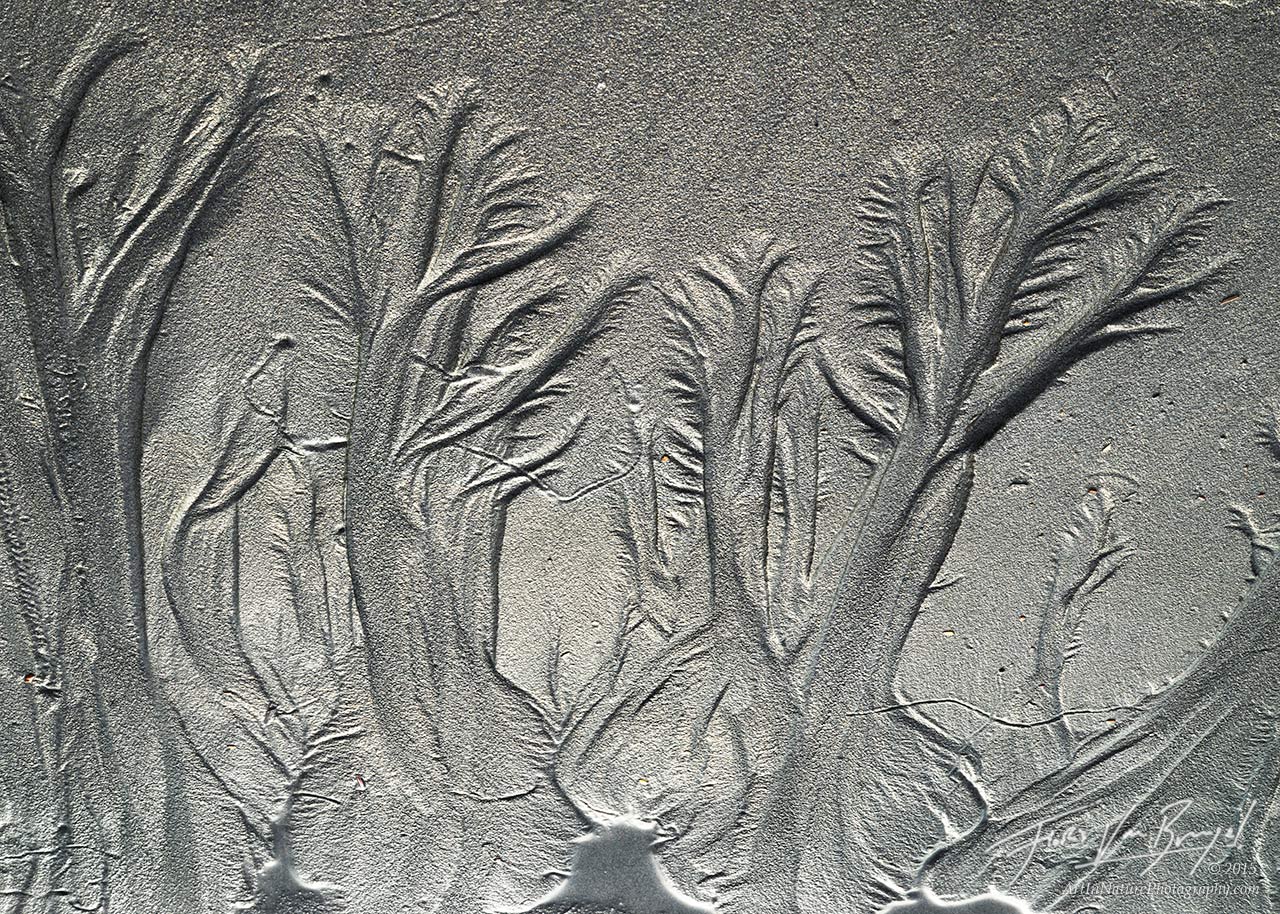 Abstract patterns on the sandy beach left by draining water resemble a mysterious forest, not unlike the forests that are found...