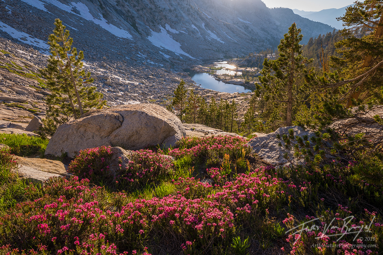 Blooming heather covers the hillsides of this remote canyon in California's Sierra Nevada.