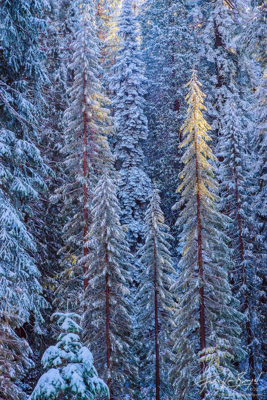 Warm sunshine illuminated the tops of young trees in this wintery snow covered forest of California's Sequoia / Kings Canyon...