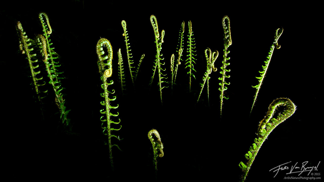 Spring sword fern fiddles, illuminated by my flashlight at night, in the Hoh Rainforest in Washington's Olympic National Park...