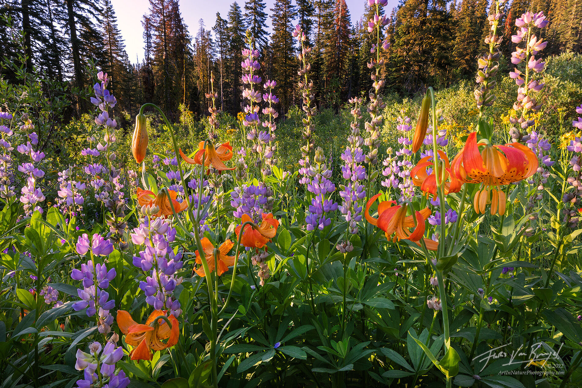 Kelley's Tiger Lilies ((Lilium kelleyanum)) and lupine embrace the first rays of sunshine in this remote flower filled meadow...