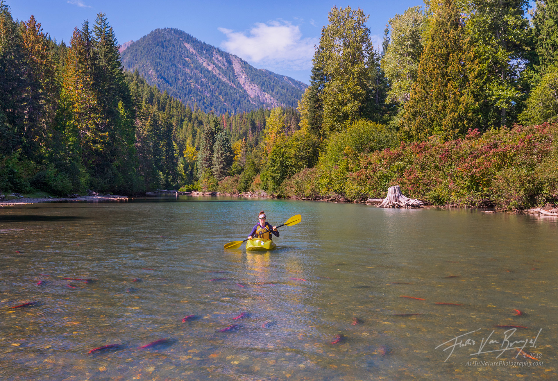 Aubrey paddles down the White River, past a group of spawning Sockeye Salmon.&nbsp;