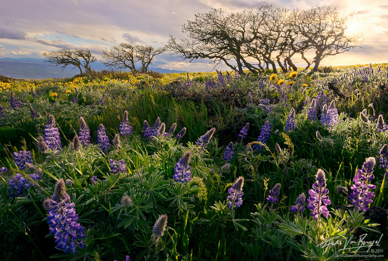 Wind blown wild flowers and scrub oak trees soak in the final rays of sunlight high up on the ridges of the Columbia River Gorge...