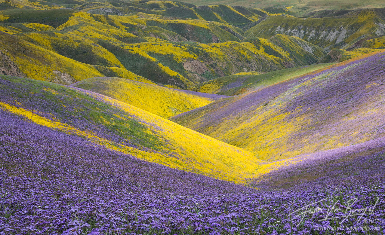 Looking down towards the Carrizo Plains through a gully covered in flowers, primarily phacelia (purple) and hillside daisy (yellow...